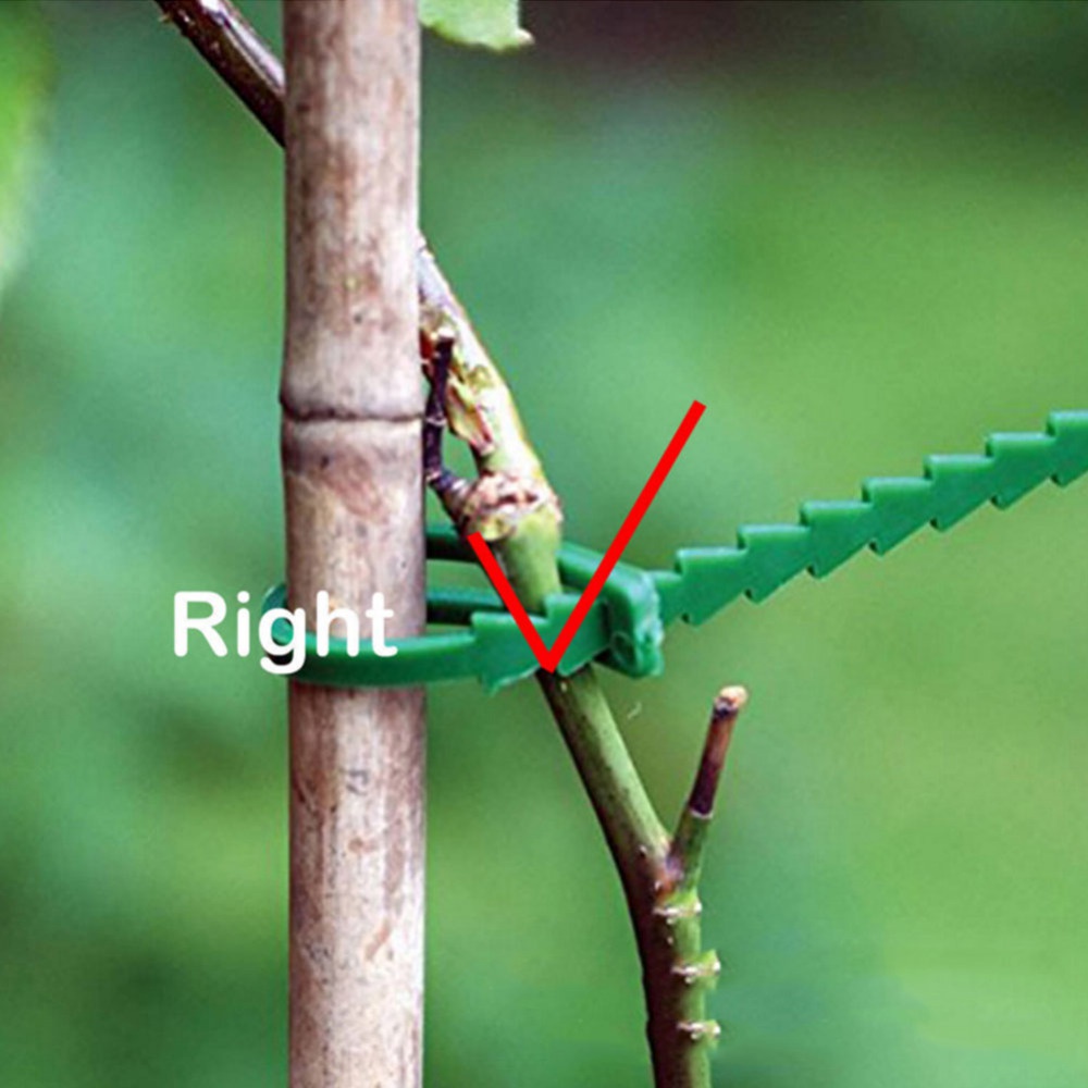 50Pcs Reusable Adjustable Plas - Vine Climbing Plastic recensie en prijs